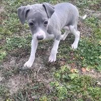 Wanda, a female Italian Greyhound for sale in Norwood, MO – Photo 3 of 10