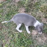 Wanda, a female Italian Greyhound for sale in Norwood, MO – Photo 6 of 10