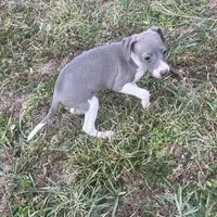 Wanda, a female Italian Greyhound for sale in Norwood, MO – Photo 9 of 10