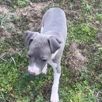 Wanda, a female Italian Greyhound for sale in Norwood, MO – Photo 1 of 10