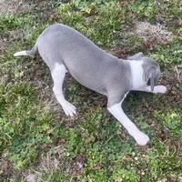 Wanda, a female Italian Greyhound for sale in Norwood, MO – Photo 7 of 10
