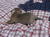 Gage, a male Italian Greyhound for sale in Norwood, MO – 6 of 9