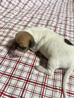 Buddy, a male Italian Greyhound for sale in Norwood, MO – Photo 3 of 10