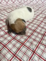 Buddy, a male Italian Greyhound for sale in Norwood, MO – Photo 2 of 10