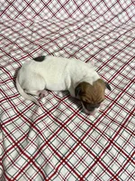 Buddy, a male Italian Greyhound for sale in Norwood, MO – Photo 8 of 10