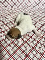 Buddy, a male Italian Greyhound for sale in Norwood, MO – Photo 7 of 10