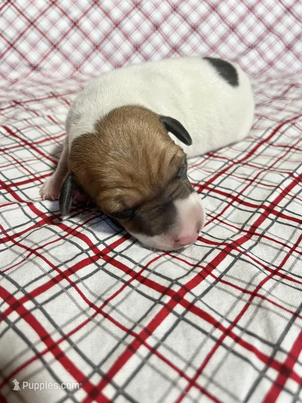 Buddy – Italian Greyhound puppy for sale in Norwood, MO