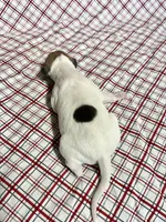 Buddy, a male Italian Greyhound for sale in Norwood, MO – Photo 6 of 10