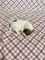 Buddy, a male Italian Greyhound for sale in Norwood, MO – Photo 10 of 10