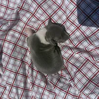 Louie, a male Italian Greyhound for sale in Norwood, MO – 7 of 7