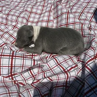 Opie, a male Italian Greyhound for sale in Norwood, MO – 2 of 5