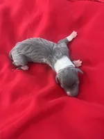 Bell, a female Italian Greyhound for sale in Norwood, MO – 4 of 7