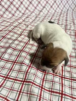 “Buddy”, a male Italian Greyhound for sale in Norwood, MO – Photo 6 of 10