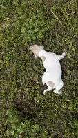 “Frankie”, a male Italian Greyhound for sale in Norwood, MO – 8 of 9