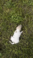 “Frankie”, a male Italian Greyhound for sale in Norwood, MO – 5 of 9