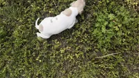 “Frankie”, a male Italian Greyhound for sale in Norwood, MO – 7 of 9