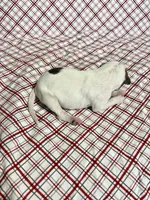 “Buddy”, a male Italian Greyhound for sale in Norwood, MO – Photo 10 of 10