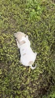 “Frankie”, a male Italian Greyhound for sale in Norwood, MO – 9 of 9