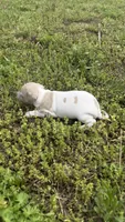 “Frankie”, a male Italian Greyhound for sale in Norwood, MO – 3 of 9