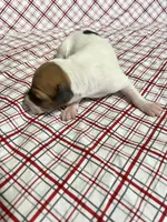 “Buddy”, a male Italian Greyhound for sale in Norwood, MO – Photo 2 of 10