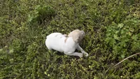 “Frankie”, a male Italian Greyhound for sale in Norwood, MO – 4 of 9