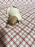 “Buddy”, a male Italian Greyhound for sale in Norwood, MO – Photo 5 of 10