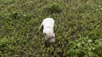 “Frankie”, a male Italian Greyhound for sale in Norwood, MO – 2 of 9