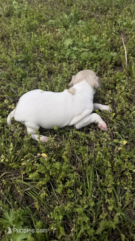 “Frankie” – Italian Greyhound puppy for sale in Norwood, MO