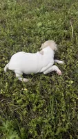 “Frankie”, a male Italian Greyhound for sale in Norwood, MO – 1 of 9