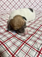 “Buddy”, a male Italian Greyhound for sale in Norwood, MO – Photo 1 of 10