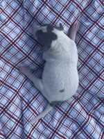 Tuck, a male Italian Greyhound for sale in Norwood, MO – 4 of 10