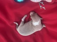 Tad, a male Italian Greyhound for sale in Norwood, MO – 6 of 10
