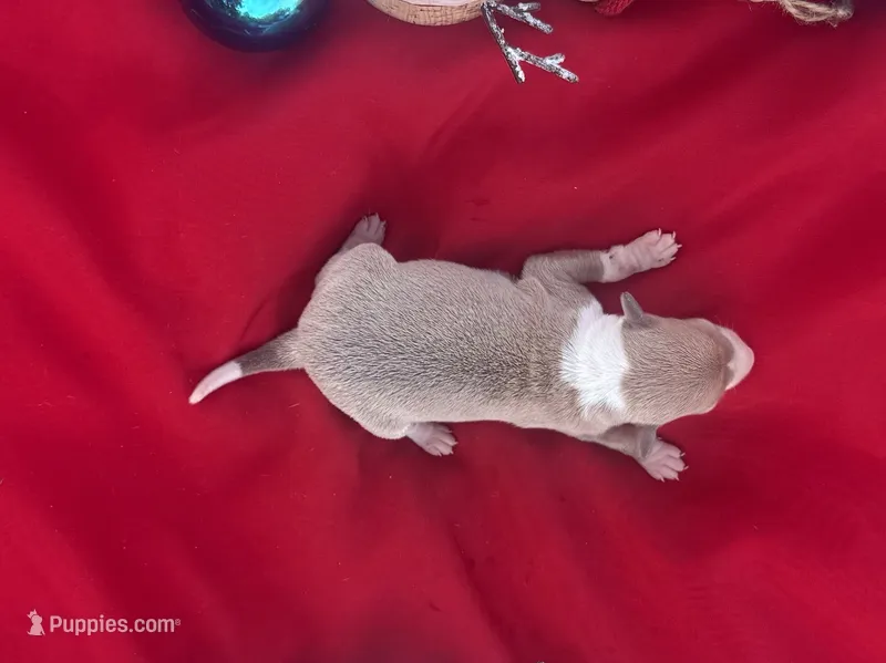 Tad – Italian Greyhound puppy for sale in Norwood, MO