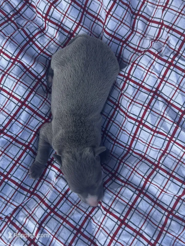 Judd – Italian Greyhound puppy for sale in Norwood, MO