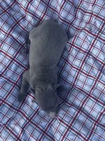 Judd, a male Italian Greyhound for sale in Norwood, MO – 1 of 9