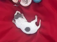 Jake, a male Italian Greyhound for sale in Norwood, MO – 2 of 10