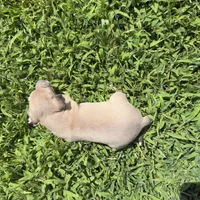 Jaxson, a male Italian Greyhound for sale in Norwood, MO – 4 of 10