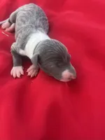 Bell, a female Italian Greyhound for sale in Norwood, MO – 3 of 7