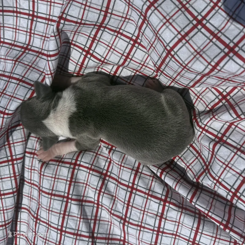 Louie – Italian Greyhound puppy for sale in Norwood, MO
