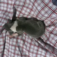 Louie, a male Italian Greyhound for sale in Norwood, MO – 1 of 7