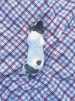 “Benji”, a male Italian Greyhound for sale in Norwood, MO – 3 of 10