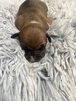 Sally, a female Italian Greyhound for sale in Norwood, MO – 2 of 7
