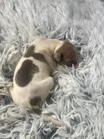 Benji, a male Italian Greyhound for sale in Norwood, MO – 2 of 8