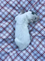 “Lilly”, a female Italian Greyhound for sale in Norwood, MO – 3 of 7