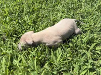 Jaxson, a male Italian Greyhound for sale in Norwood, MO – 3 of 10
