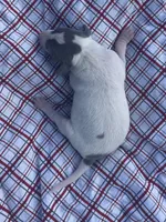 Tuck, a male Italian Greyhound for sale in Norwood, MO – 6 of 10