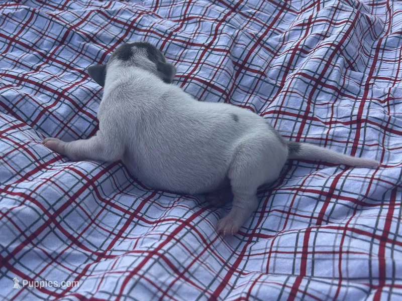 Tuck – Italian Greyhound puppy for sale in Norwood, MO