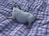 Tuck, a male Italian Greyhound for sale in Norwood, MO – 1 of 10