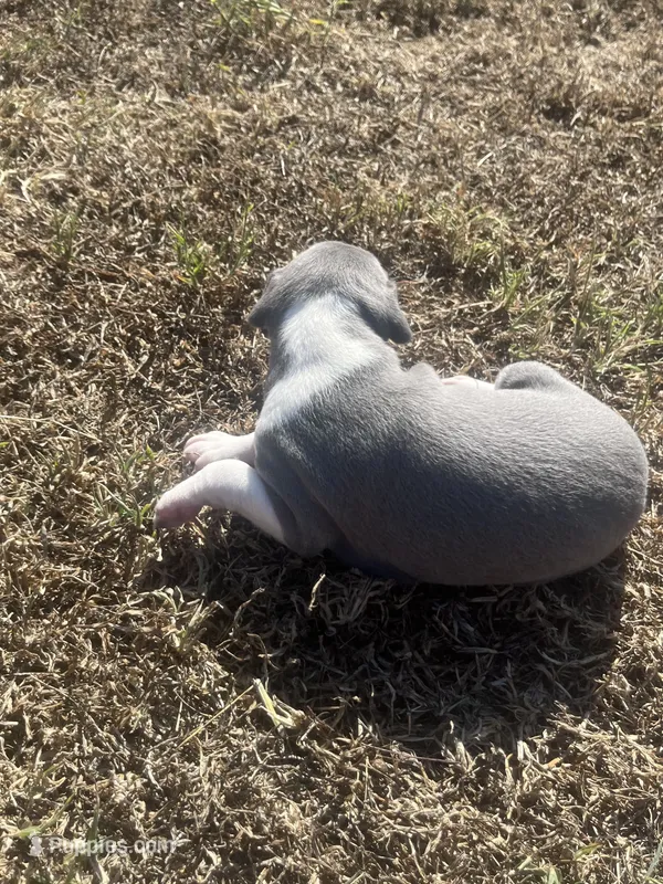 Zeus – Italian Greyhound puppy for sale in Norwood, MO