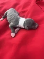 Bell, a female Italian Greyhound for sale in Norwood, MO – 2 of 7